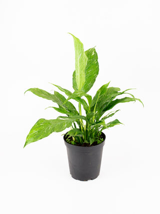 Spathiphyllum 'Domino'