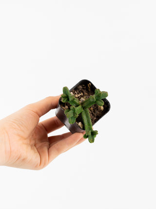 Crassula pyramidalis