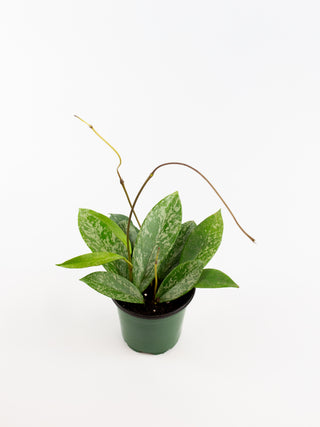 Hoya pubicalyx