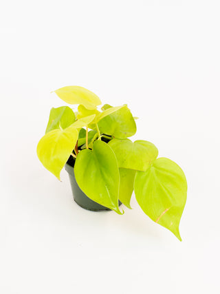 Philodendron hederaceum 'lemon lime'