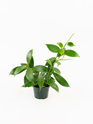 Hoya obscura