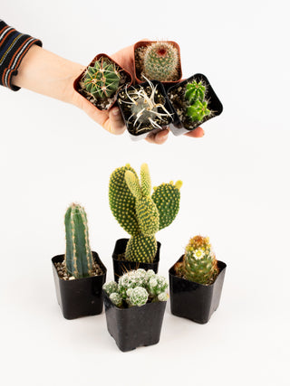 Cacti Assortment