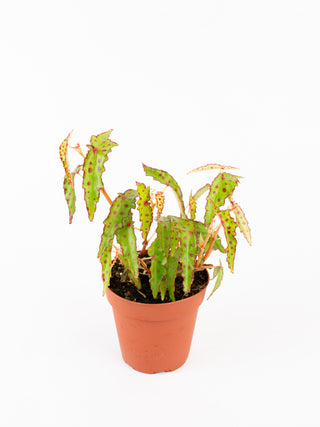 Begonia amphioxus