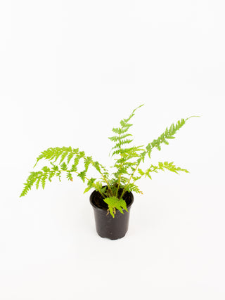 Sphaeropteris cooperi 'Australian Tree Fern'