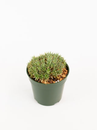 Deuterocohnia brevifolia