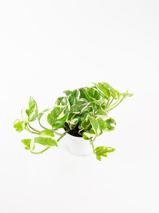 Epipremnum 'N'Joy'