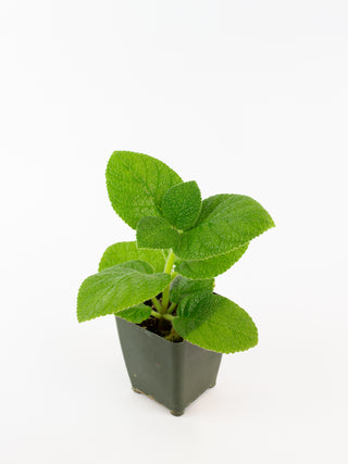 Sinningia hybrid