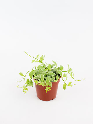 Dischidia oiantha variegata