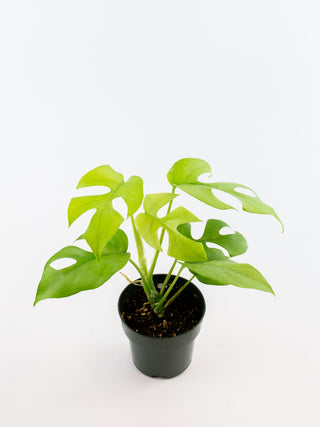Rhaphidophora tetrasperma