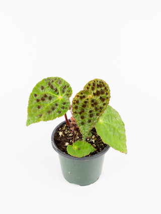 Begonia ferox