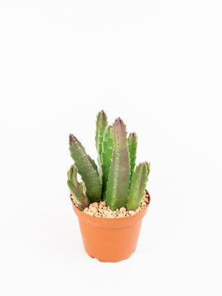 Stapelia gigantea