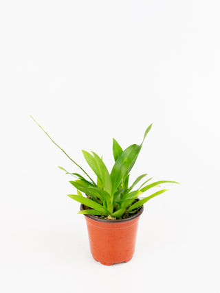 Oncidium cv. Tsiku Marguerite