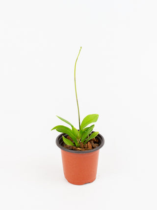 Ionocidium cv. Popcorn 'Highlands'