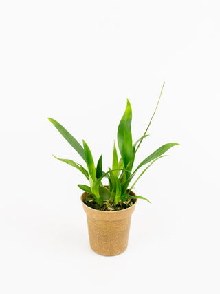 Oncidium cv. Tsiku Marguerite