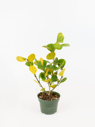 Ficus deltoidea