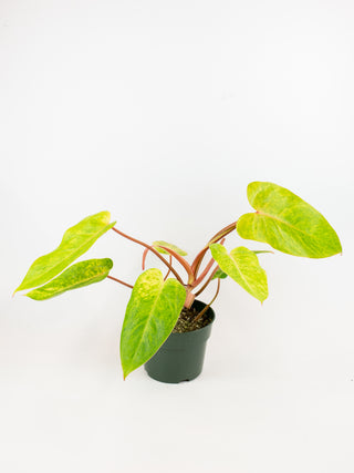 Philodendron 'Painted Lady'