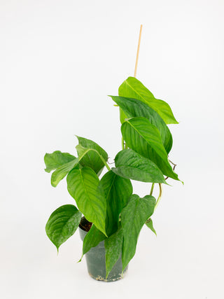 Monstera adansonii (b form)