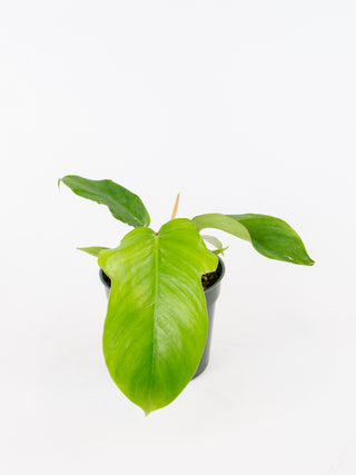 Philodendron squamiferum