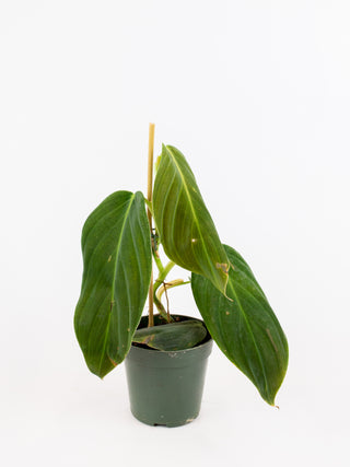 Philodendron gigas