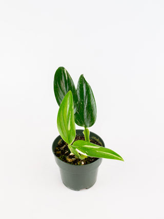 Monstera standleyana