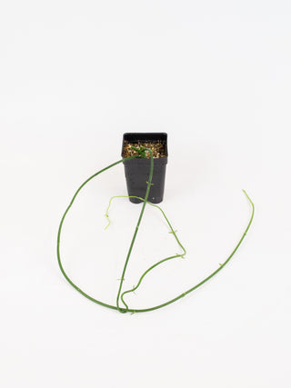 Ceropegia ampliata