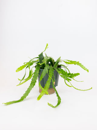 Lepismium houlletianum