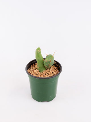 Trichocereus bridgesii forma monstrose inermis