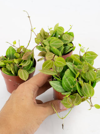 Dischidia ovata