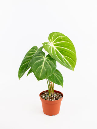 Philodendron gloriosum 'zebra'