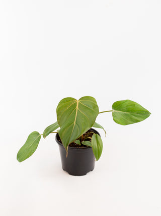 Philodendron 'summer glory'