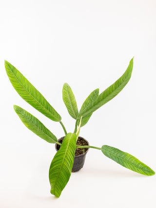 Philodendron lynette