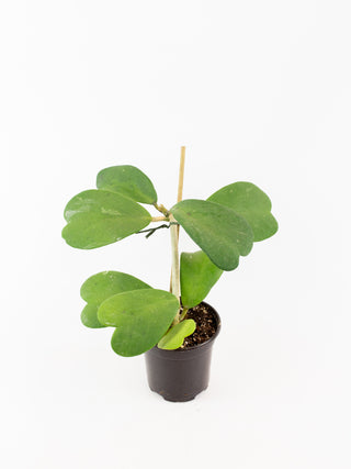 Hoya kerrii