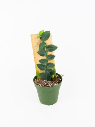 Rhaphidophora hayi
