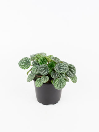 Peperomia caperata 'Burbella'
