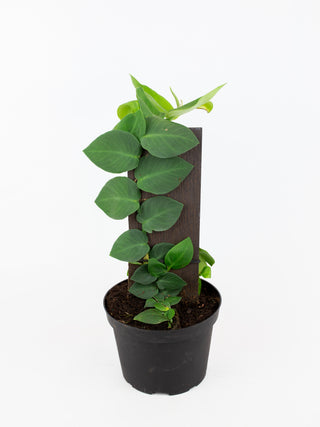 Rhaphidophora hayi