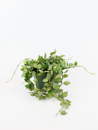 Hoya krohniana 'silver'