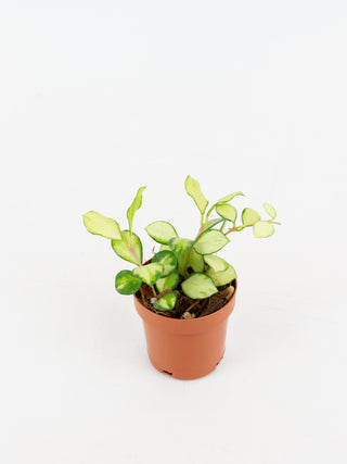 Hoya heuschkeliana variegata