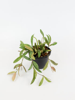 Hoya sigillatis