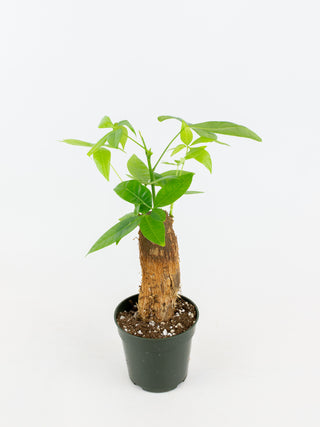 Pachira aquatica 'Money Tree'
