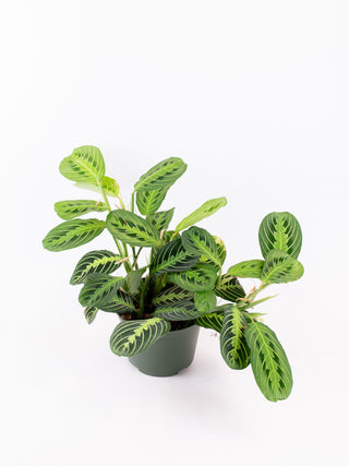 Maranta leuconeura