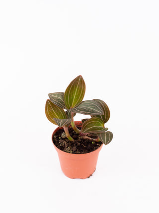 Ludisia discolor 'Jewel Orchid'