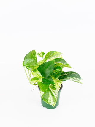 Epipremnum aureum 'Marble Queen'