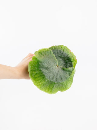 Platycerium superbum