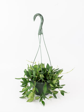 Hoya Sp. Aff. Burtoniae