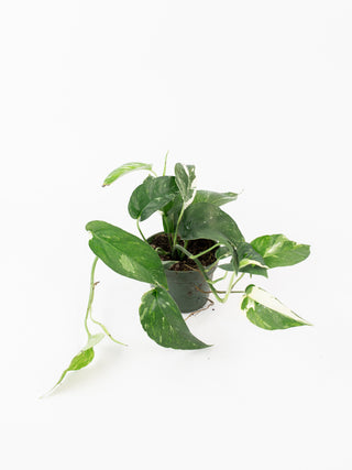 Epipremnum pinnatum variegata
