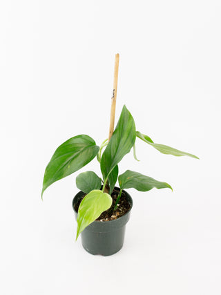 Monstera acacoyaguensis