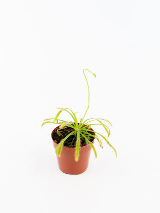 Drosera capensis ‘Sundew’