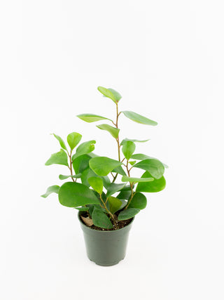 Ficus triangularis
