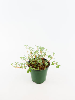 Pilea glaucophylla