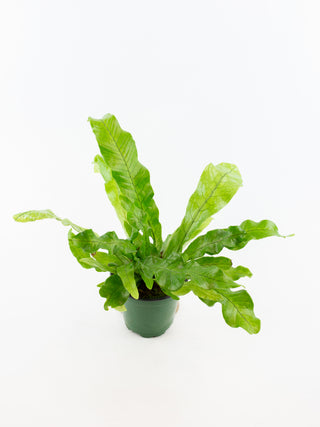 Microsorium musifolium 'Crocodile Fern'